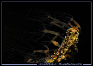 A colony of hydra on a branch... :O)... by Michel Lonfat 